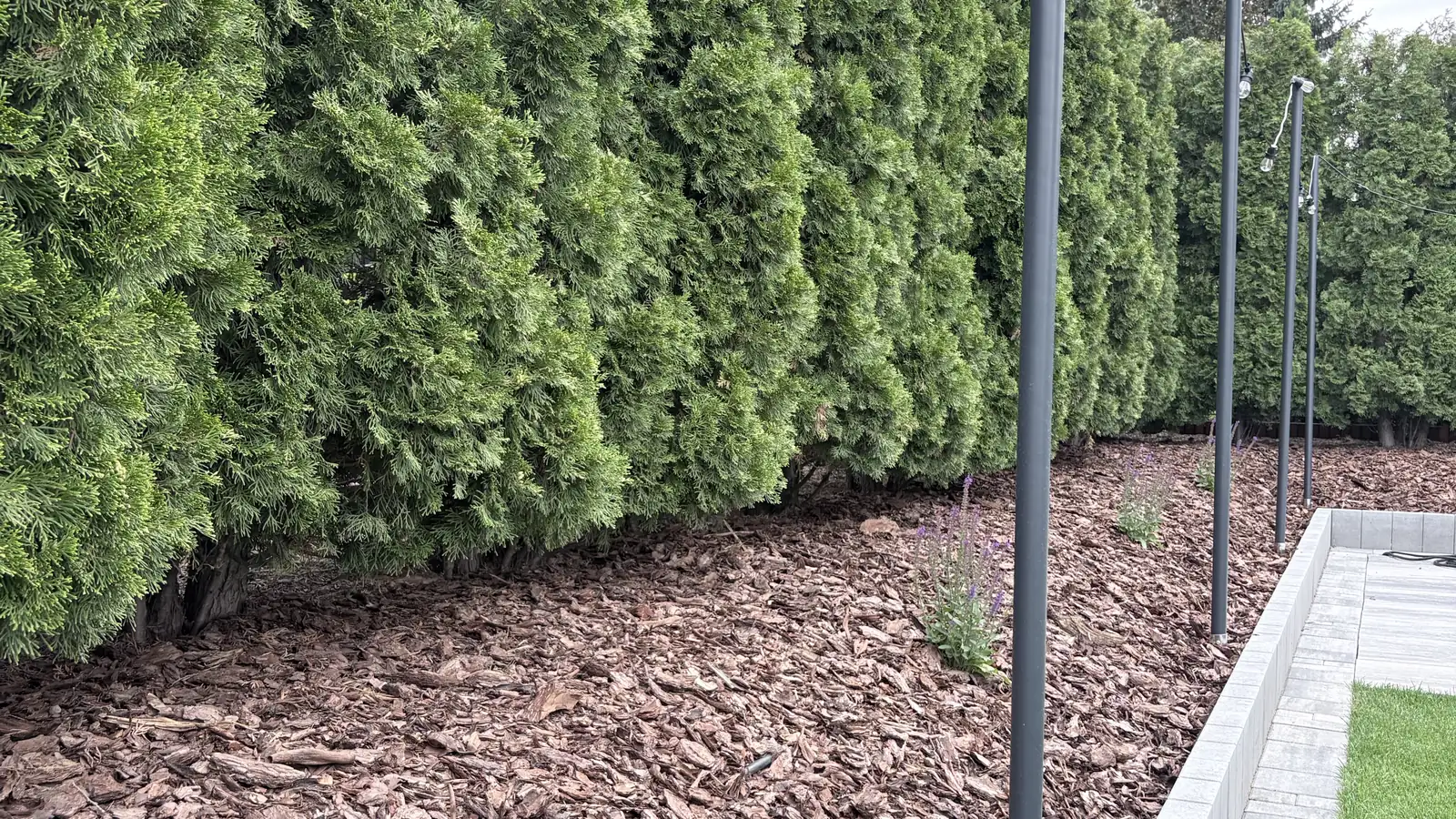 Szpaler tui nad rabatą wyściełaną korą, obrzeże z kostki i lampy ogrodowe — ogród nowoczesny, Białobrzegi